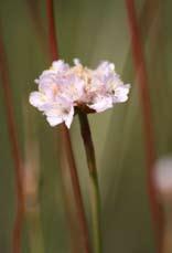Fot. 92. Gatunki endemiczne na terenie torfowisk Friuli a) Armeria helodes, b) Erucastrum palustre, c) Gladiolus palustris (fot. K. Barańska).