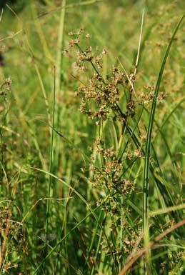 Fot. 8. Sit tępokwiatowy Juncus subnodulosus (fot. R. Stańko).