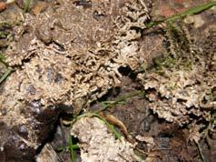 A Fot. 32. A) Petryfikacja przy udziale mchów brunatnych, B) Scorpidium scorpioides (fot. A. Szafnagel Wołejko) B Fot. 33.