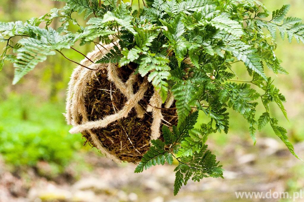 Kokedama, czyli uprawianie roślin w kuli mchu Przyroda to jedna z największych inspiracji projektantów w tym sezonie.