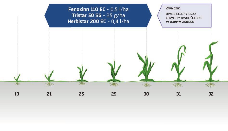 Przykładowa skuteczność (%) kombinacji herbicydów FENOXINN, TYTAN, HERBISTAR Tytan 90 g/ha + Herbistar 0,4 l/ha Fenoxinn 0,66 l/ha + Tytan 60 g/ha + Herbistar 0,33 l/ha 100 90 80 70 60 50 40 30 20 10