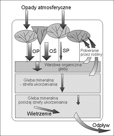 Przepływ pierwiastków przez ekosystem 19 Trzy biogeny trzy bilanse: fosfor 0,5 (0,04-0,5) P (kg ha ) 0,6 0,02 2,1