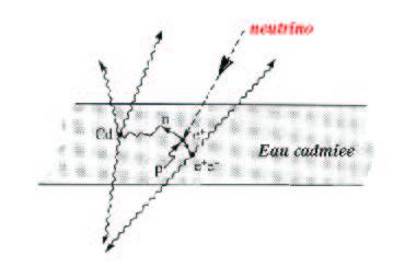 Produkcja neutrin w rozpadach neutronów: Zaobserwowano reakcję Detektor: produkowane pozytrony anihiluja