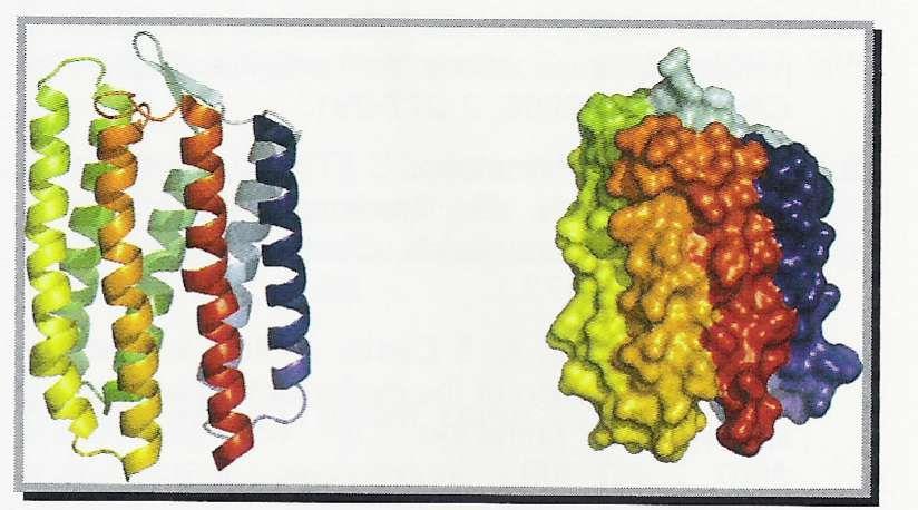 Receptory GPCR - działanie