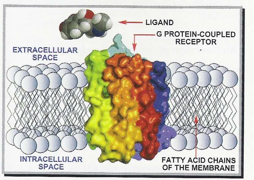 Helisy receptora GPCR są
