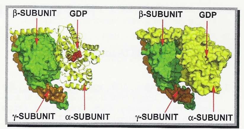 receptorem następuje wymiana GDP na GTP