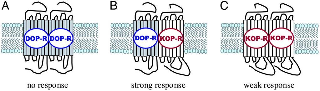 Dimeryzacja receptorów GPCR