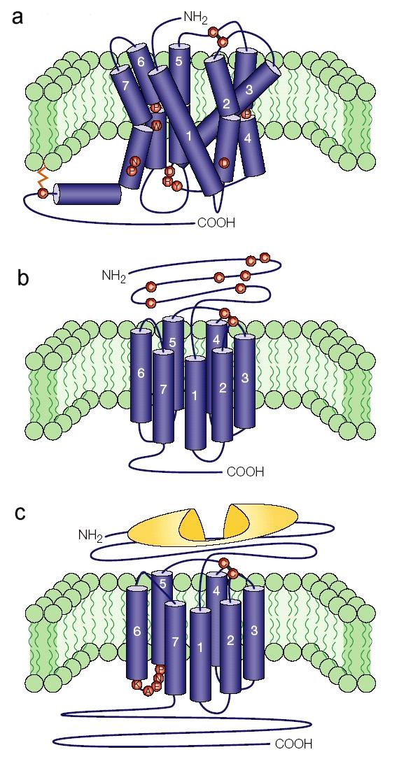 Receptory GPCR Rodzina A: Rhodopsin-like (ok. 700 receptorów ) Dopaminowe, histaminowe, serotoninowe, r.chemokin, r.interleukin, opioidowe, canabinoidowe, melatoninowe, r.