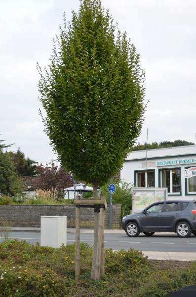 2. Robinia akacjowa Frisia robinia pseudoacacia Frisia Małej wysokości drzewo, o