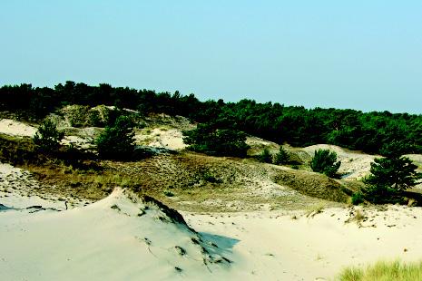 Ciechanowski) Wydma szara (na drugim planie) siedlisko priorytetowe (Natura