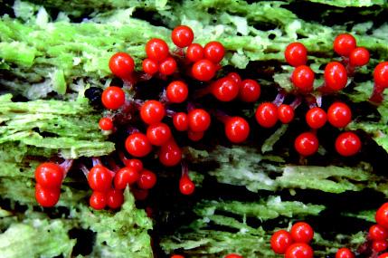 Kędziorek kruchy Trichia botrytis śluzowiec porastający