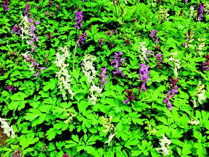 Kwitnące wiosną kokorycze puste Corydalis cava w proponowanym do