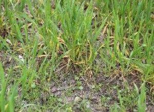 https://www. Jakie było jesienne nawożenie mineralne i organiczne? Jaki jest odczyn ph gleby? Jakie były opady zimą, głównie ich rozkład, który ma wpływ na wymywanie składników z gleby?
