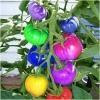 Dane aktualne na dzień: 29-07-2019 11:50 Link do produktu: http://www.goldplants.eu/nasiona-pomidor-wielokolorowy-tecza-5-sztuk-tomato-rainbow-n9-p-2508.html Nasiona.
