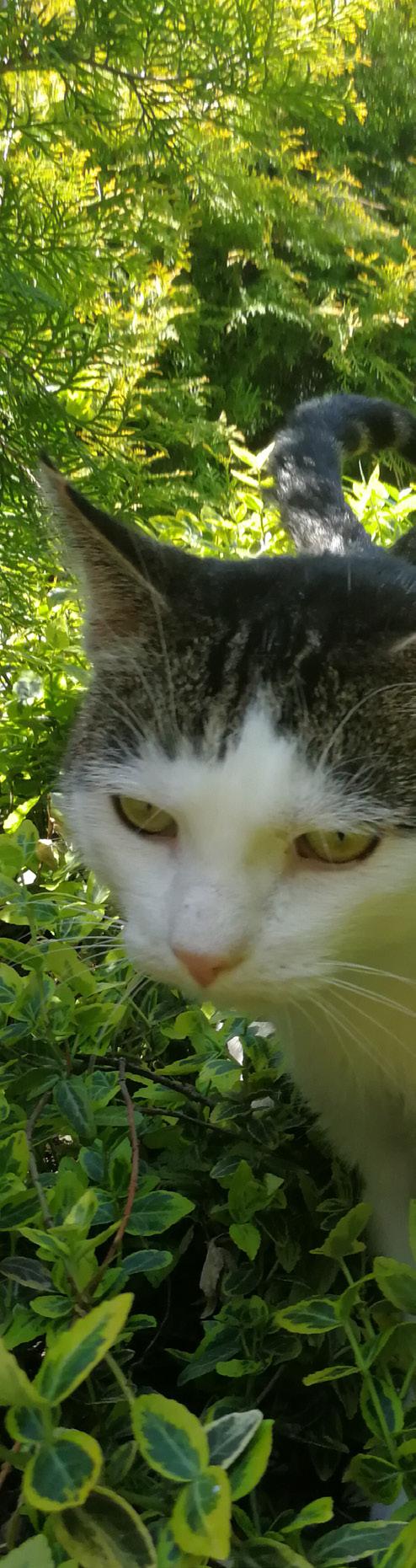 ZWIERZĘTA W MIEŚCIE OGÓLNE INFORMACJE Widzisz zwierzę krzywdzone, porzucone lub potrzebujące pomocy: zawiadom Animal Patrol Straży Miejskiej, Policję, lokalną organizacje ochrony zwierząt.