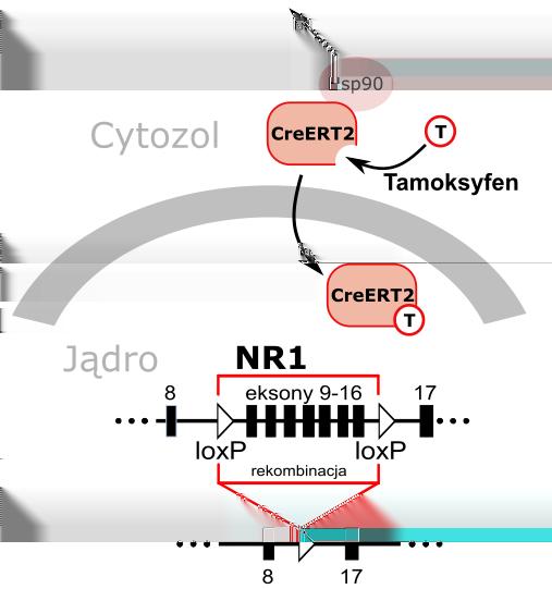 ROZDZIAŁ 1. WSTĘP 28 Rycina 1: Schemat modyfikacji w wariancie flox genu kodującego podjednostkę NR1 (Grin1) oraz translokacji konstruktu CreERT2 do jądra.