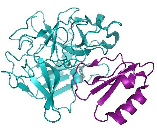 Inhibitory niekanoniczne Inhibicja w sposób niekanoniczny zachodzi wtedy, gdy oprócz zablokowania dostępu do centrum katalitycznego, interakcja między inhibitorem a proteazą zachodzi również poza