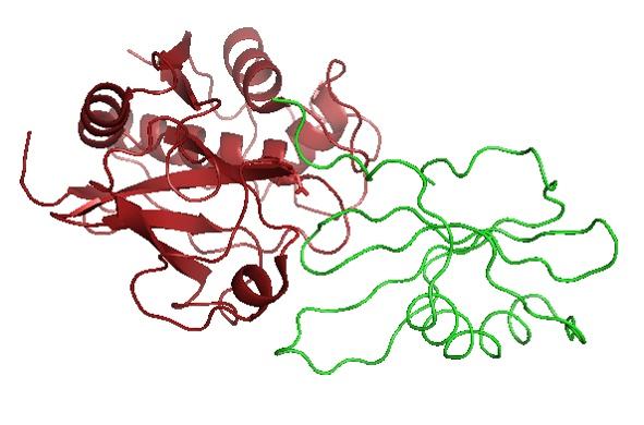 Ryc. 8. Kompleks stefiny B (zielony) z papainą. Zaznaczona katalityczna C25 papainy. Inhibitory trombiny należące do rodziny I14 wykazują niestandardowy (niekanoniczny) mechanizm inhibicji.