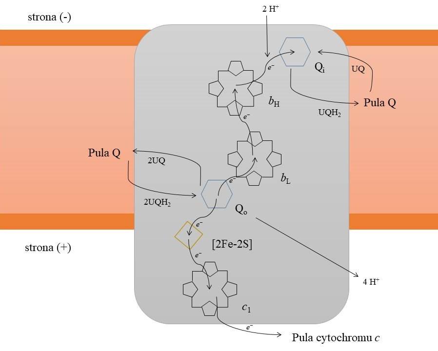 Ryc. 2. Schematyczne przedstawienie cyklu katalitycznego cytochromu bc1. W miejscu Qo następuje rozdział transferu elektronów na dwa łańcuchy kofaktorów.