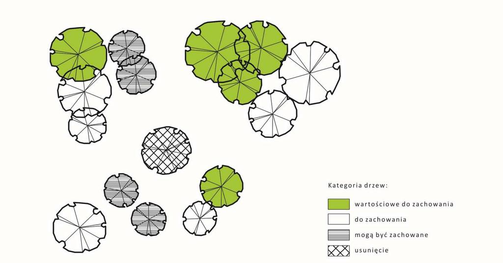 Drzewa wytypowane do adaptacji muszą mieć wyznaczone strefy ochronne (SOD) i w