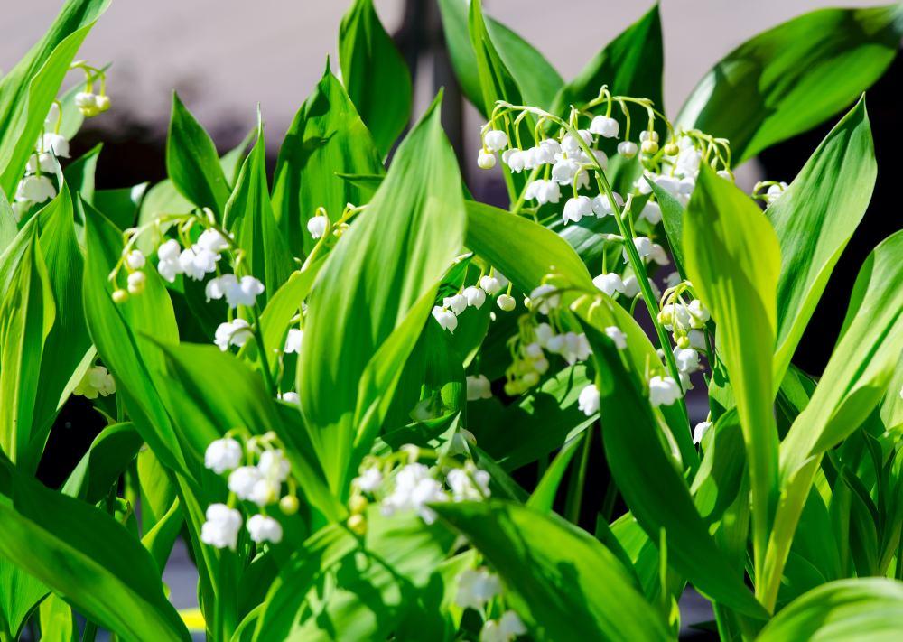 Konwalie - kwiatowy dywan w ogrodzie Trudno wyobrazić sobie wiosenne bukiety bez tych drobniutkich białych dzwonków - konwalie nieustająco zachwycają swoim wdziękiem i zapachem.