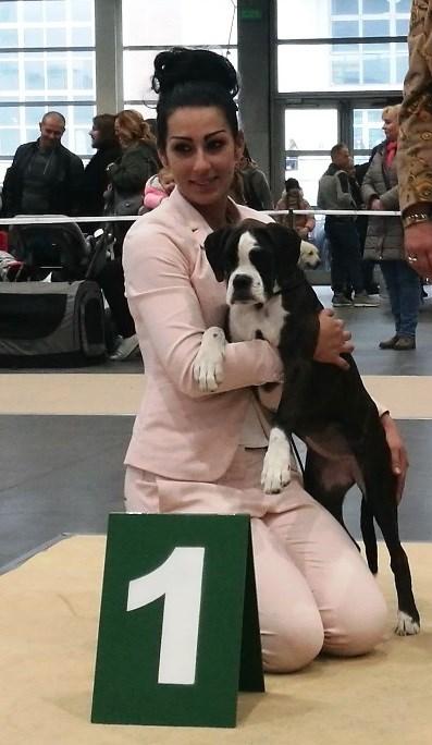 13 miejsce - suma punktów 11 VIVA MARIA Nostris Canis Poznań 17.11.2018 (Wystawa Międzynarodowa) 1 pkt; Poznań 18.