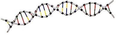 Genetické pojmy Gen = úsek DNA.
