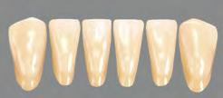 39,2,1 5,1 5,9 L 15 33,9 9,5 L 55 40,1 10,6 5,2 6,1 L 20 35,5 8,9 5,3 Górne i dolne zęby boczne 30 U