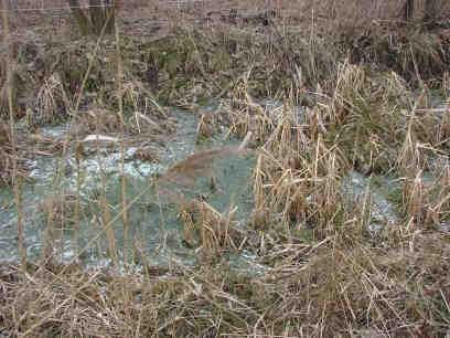 występowania