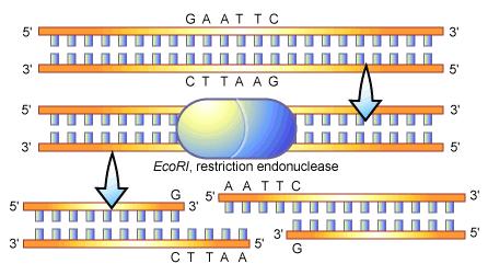 Enzymy restrykcyjne klasy II tną dwuniciowe DNA w