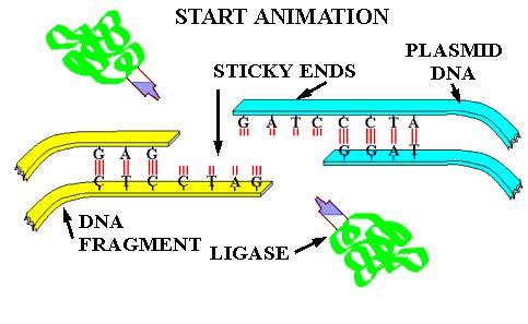 LIGAZA "SKLEJA" DNA Ligazy łączą dwa fragmenty DNA Ligaza tworzy