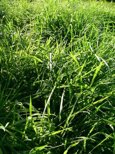 Wertykulacja trawnika nie zawsze jest konieczna. Jeśli jednak na trawniku pojawił się tzw. filc, czyli gruba warstwa korzeni, rozłogów, oraz obumarłego mchu i trawy.