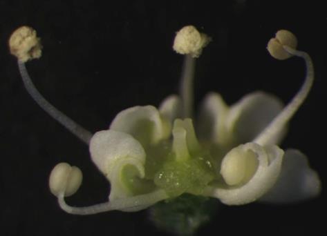 Ocena cech morfologicznych linii marchwi Fot. 1. Męskopłodny kwiat marchwi Photo 1.