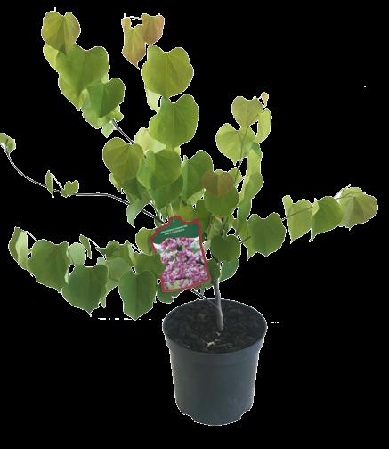 sosnowa ryflowana