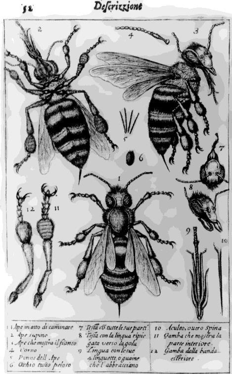 Rysunek 4.3.1. Schemat prostego mikroskopu optycznego Pierwsze mikroskopy powstały na przełomie XVI i XVII wieku (rys. 4.3.2).