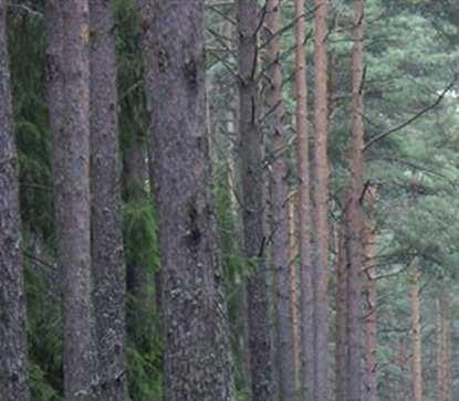 Prognoza kształtowania się etatów użytkowania głównego w lasach