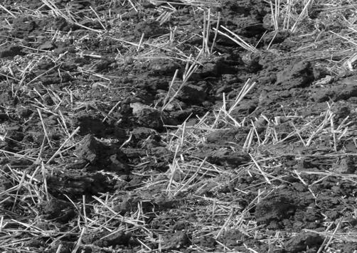 Visible clumping on the soil surface: a) work-in scrapers with flat elastic working elements: b) after snatching the soil as a result of elastic lift the tooth cultivator a wyrównywanie powierzchni