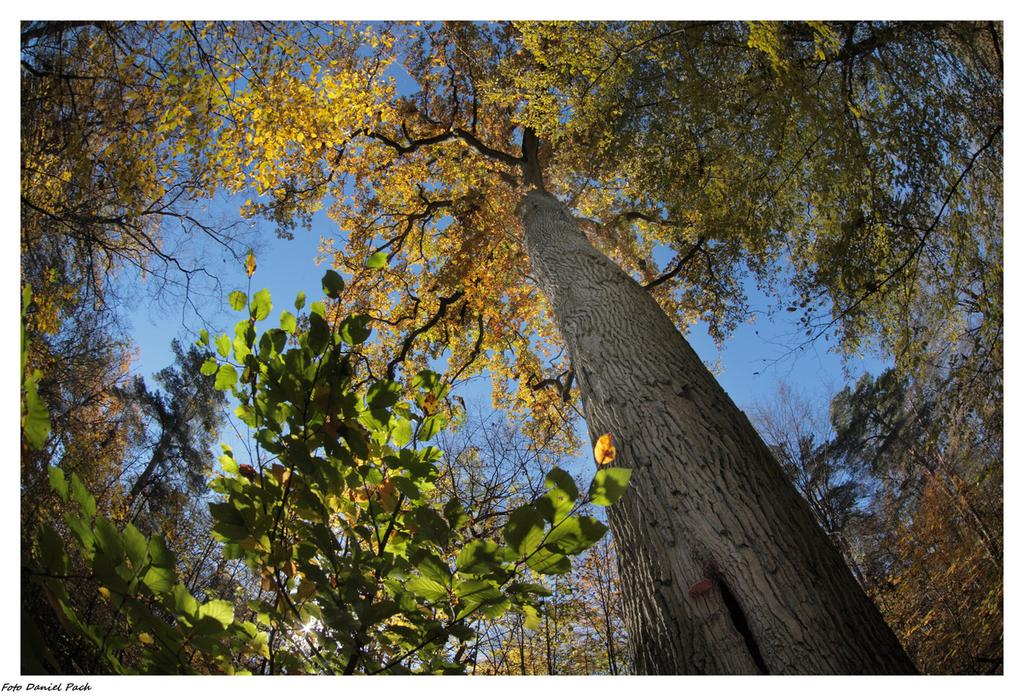 Dąb Rzeczypospolitej to najokazalsze drzewo Górznieńsko-Lidzbarskiego Parku Krajobrazowego liczy sobie ok. 550 lat, 35 m wysokości i 641 cm obwodu w pierśnicy.