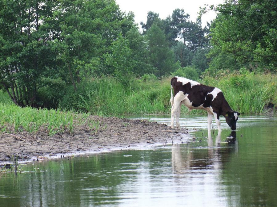 Krótka historia programów ochrony bydła i ras objętych tymi programami A SHORT HISTORY OF CONSERVATION PROGRAMMES FOR CATTLE AND THE BREEDS UNDER THESE PROGRAMMES, AND THE CURRENT STATUS OF THESE