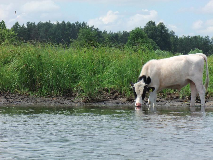 since 2007 and Polish Black-andWhite (ZB) since 2008. Polish Red cattle derives from small wild brachycerous (short-horned) cattle, living in the eastern part of Central Europe and in Scandinavia.