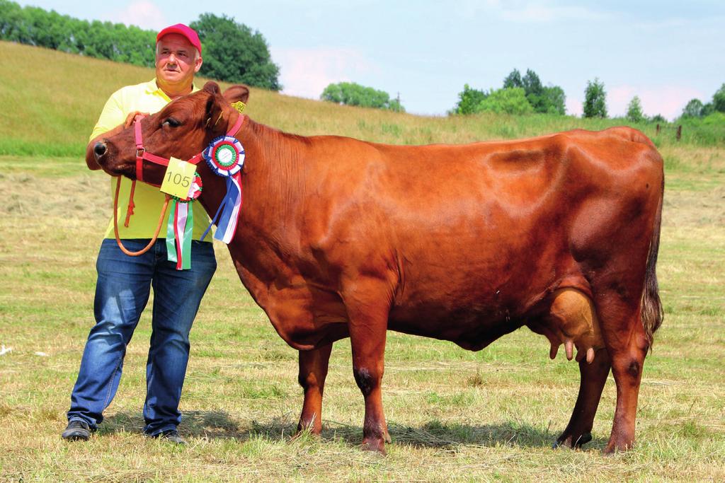 (breeder Czesław Kuc from Podłopień) Krowy rasy polskiej czerwonej ze stada rezerwy genetycznej W Gospodarstwie Rolnym