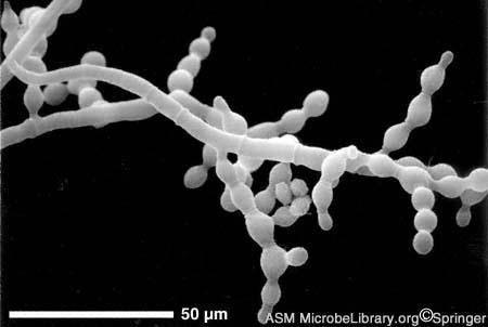degradację nici mrna par-1 u C. elegans. Kontrola: wprowadzenie sensownej nici.