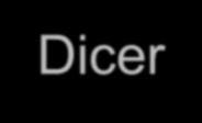 Dicer: I etap procesu interferencji RNA ATPase/Helicase DUF PAZ RIII RIII dsrbd Drosophila Dicer-1 Drosophila Dicer-2 C.