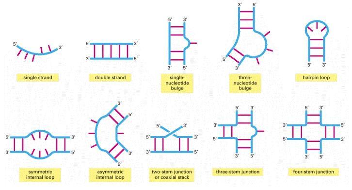 struktury RNA Pseudowęzeł The RNA World and the Origins of Life. Molecular Biology of the Cell. 4th edition.