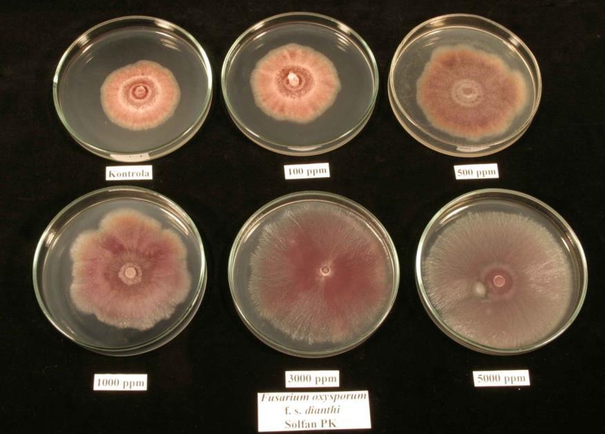 Influence of different dose of fertilizer Solfan PK added to potato-dextrose agar on the growth of Phytophthora cryptogea Fot. 2.