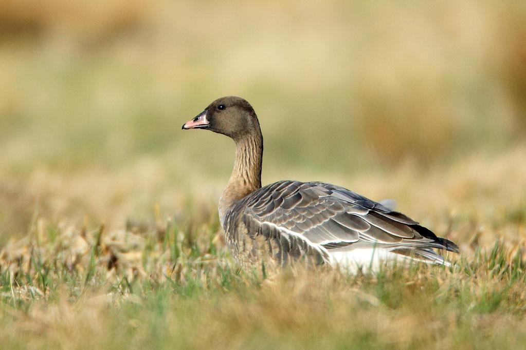 Fot. 1. Gęś krótkodzioba, Przybynin, woj. pomorskie, 19.04.2013 (fot. G. Jędro) Pink-footed Goose, Przybynin, Pomerania, 19.