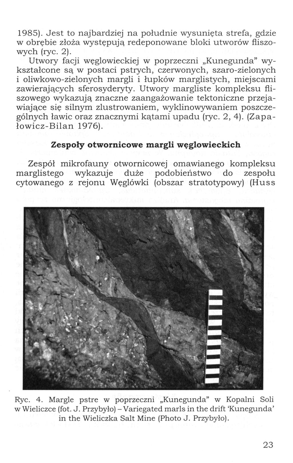 1985). Jest to najbardziej n a południe wysunięta strefa, gdzie w obrębie złoża występują redeponowane b l o k i utworów fliszo w y c h (ryc. 2).
