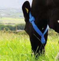System MooMonitor+ wysyła komunikaty do hodowcy o możliwej rui, chorobie lub innych problemach krowy w danej grupie technologicznej.
