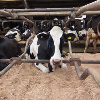Powielanie najlepszej genetyki oraz brakowanie najsłabszych krów. Analiza produkcji na podstawie przeżuwania. Wskaźnik zdrowia i dobrostanu.