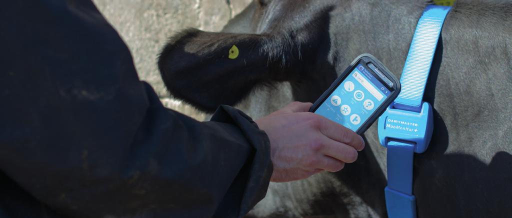 System MooMonitor+ współpracuje z dowolnym smartfonem odczytanie indywidualnych informacji o krowie, czy